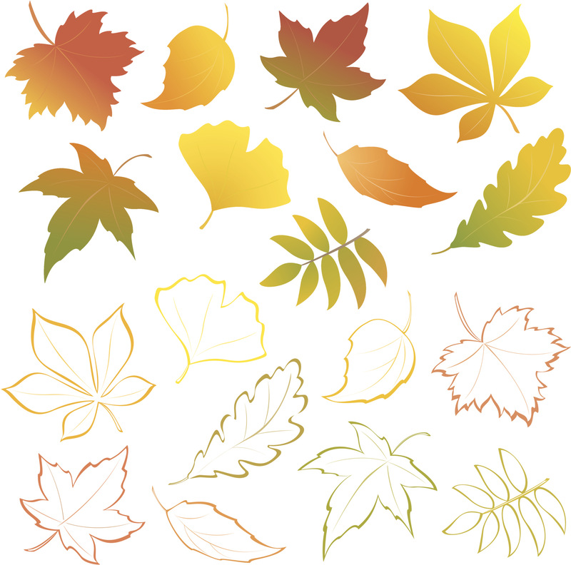 叶子,自然,植物,红色,黄色,季节,秋天,落叶树,落下,布置