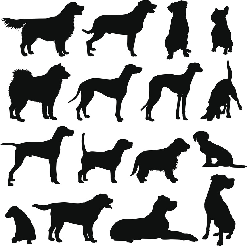 狗,宠物,黑色,动物,大丹狗,矢量,小狗,拉布拉多犬,好奇心,站