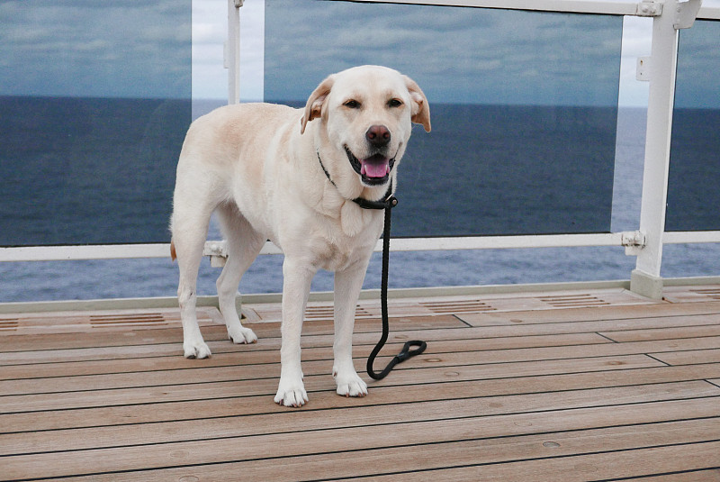 拉布拉多犬,可爱的,船,船上,纯种犬,客船,狗,大西洋,一只动物,哺乳纲