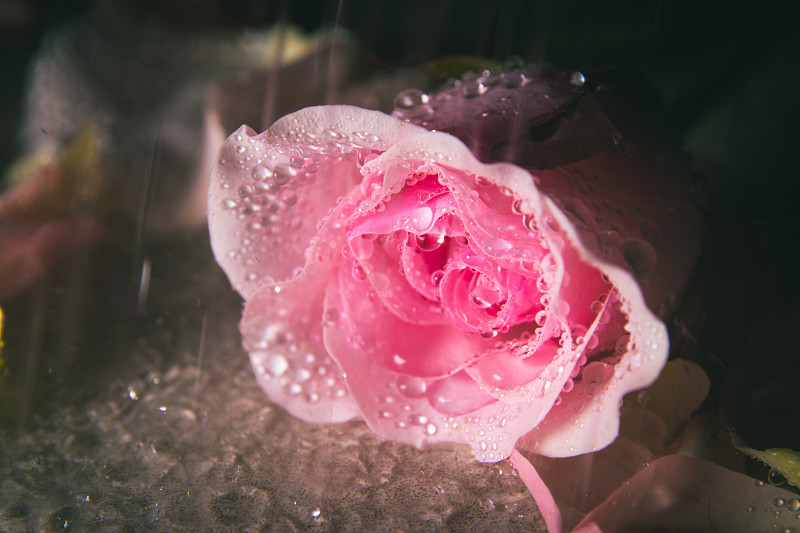 玫瑰,雨,湿,清新,仅一朵花,水下落,自然美,春天,花的组成部分,植物