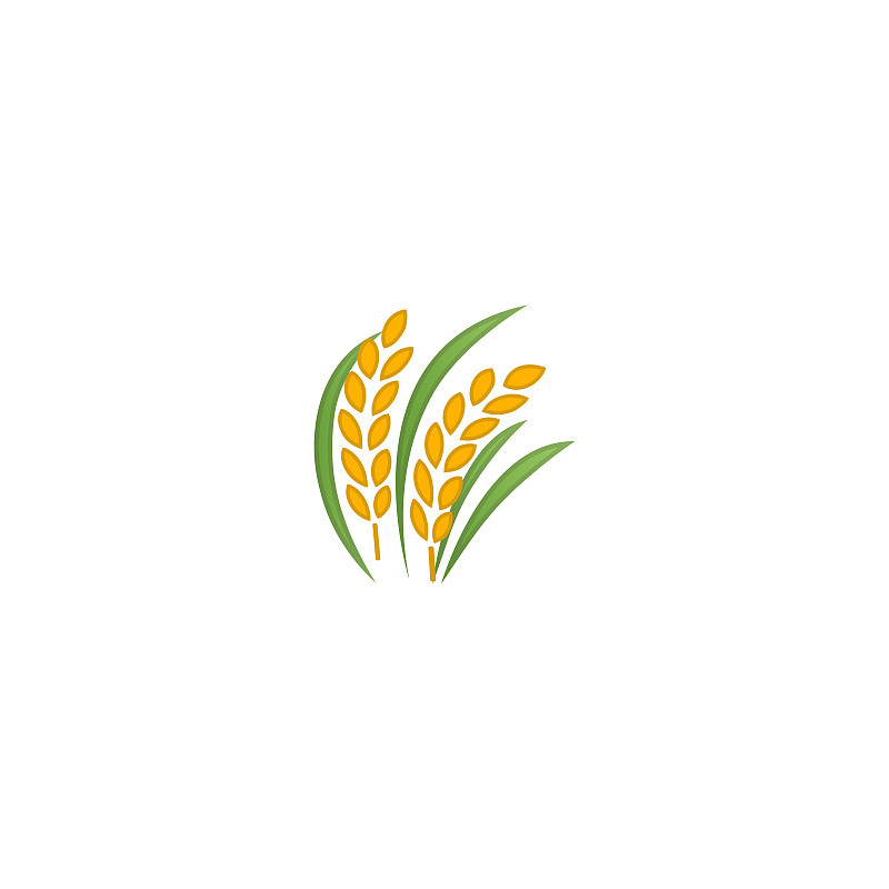稻,外壳,矢量,绘画插图,计算机图标,分离着色,农业,大麦,米,植物