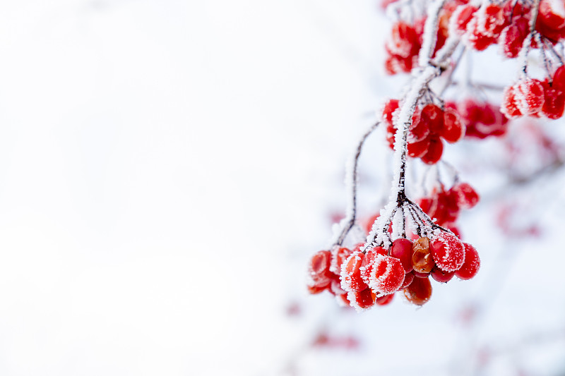 冬天,冻结的,水晶,浆果,背景,留白,冰块,有包装的,蔓越桔,摄影