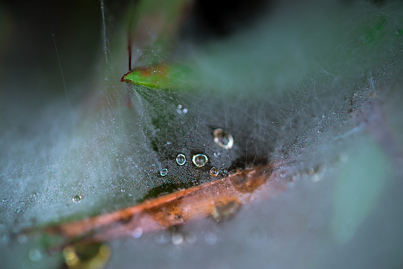 蜘蛛网,露水,湿,寒冷,纯净,清新,环境,泰国,天气,草