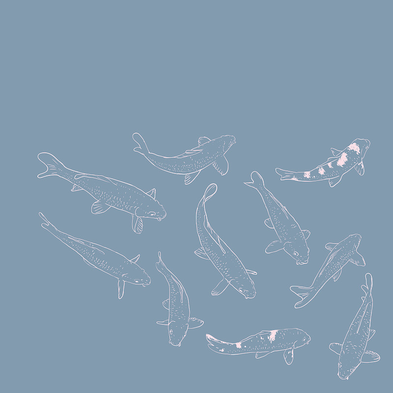 鲤鱼,锦鲤,草图,乱画,白色,矢量,鹭管鱼,多样,户外,锦缎