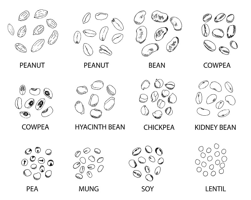 绘画插图,轮廓,豆,矢量,动物手,农业,素食,蔬菜,背景分离,面包