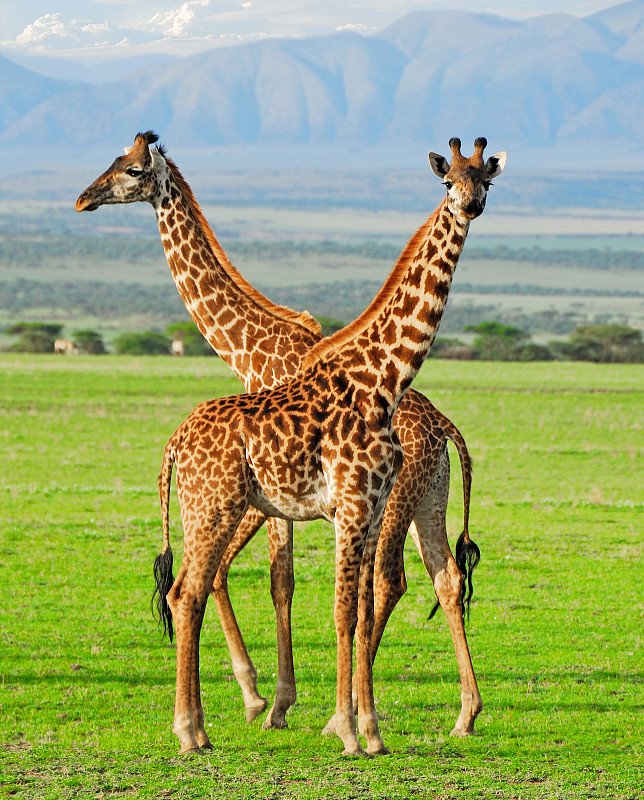 长颈鹿,两只动物,恩格罗恩格罗保护区,恩戈罗恩戈罗火山口,坦桑尼亚,萨凡纳港市,南美大草原,野生动物保护区,平原,野外动物