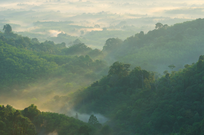 雾,山脉,早晨,自然美,黎明,山,热带雨林,森林,航拍视角