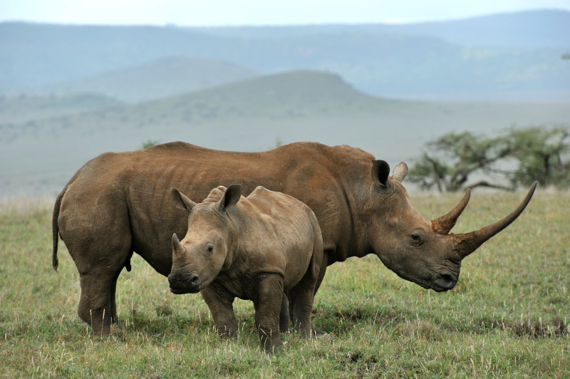 黑犀牛,婴儿,母亲,动物主题,动物,非洲,有角的,长的,肯尼亚,环境保护