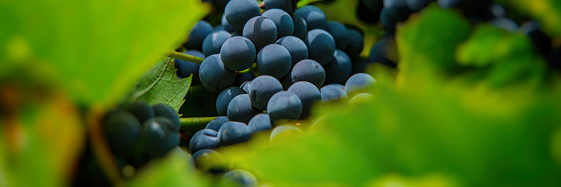葡萄酒,枝繁叶茂,葡萄,菜园,农业,清新,食品,葡萄酒酿造,熟的,葡萄树叶