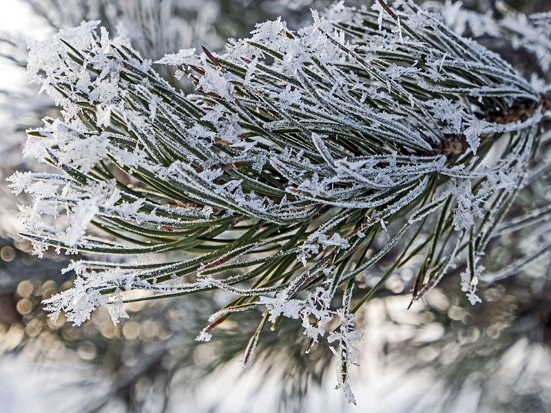 霜,松树,冬天,枝,注射器,寒冷,健康保健,环境,雪,天气