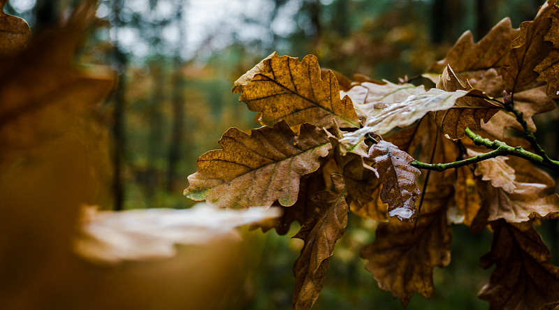 秋天,叶子,森林,波兰,环境,橙色,枝繁叶茂,色彩鲜艳,自然美,植物