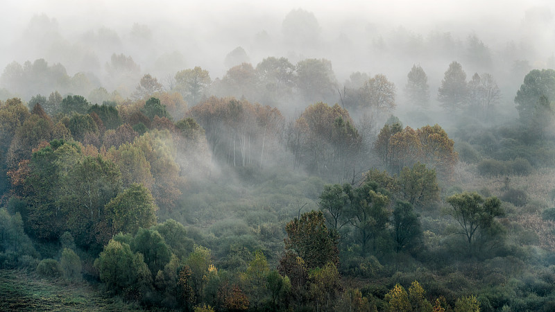 秋天,雾,地形,森林,气候,树荫,柔和色,林区,户外,大自然保护协会