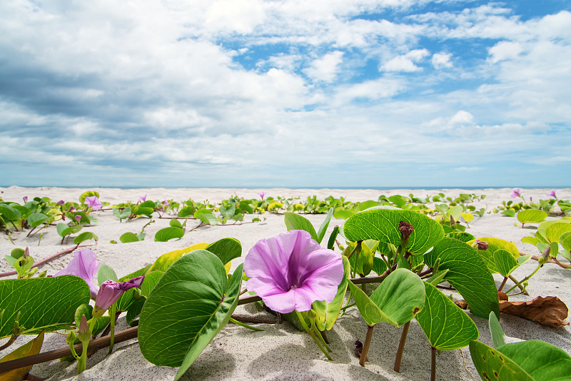 紫色,牵牛花,海滩,鸡尾酒,热带气候,云,泰国,枝繁叶茂,植物,晴朗