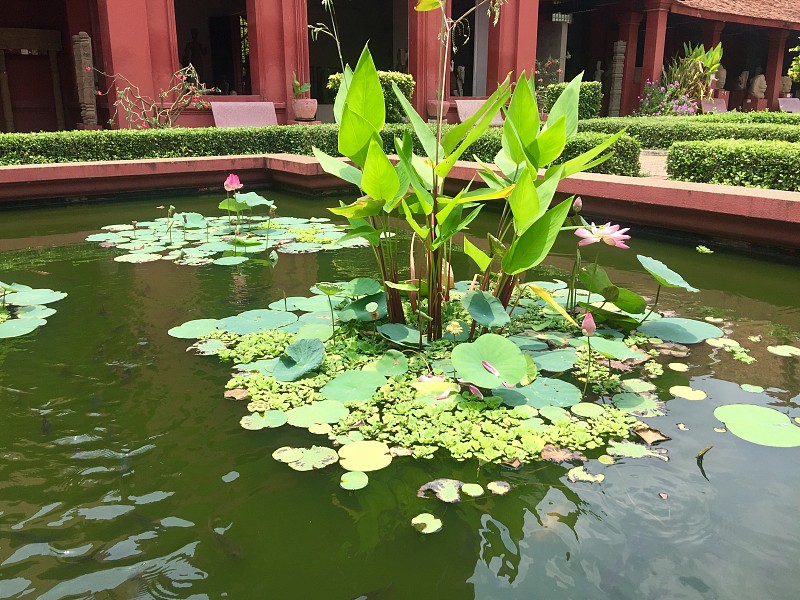 池塘,洋葱花,清新,景观设计,东南亚半岛,枝繁叶茂,禅宗,自然美,春天,园林