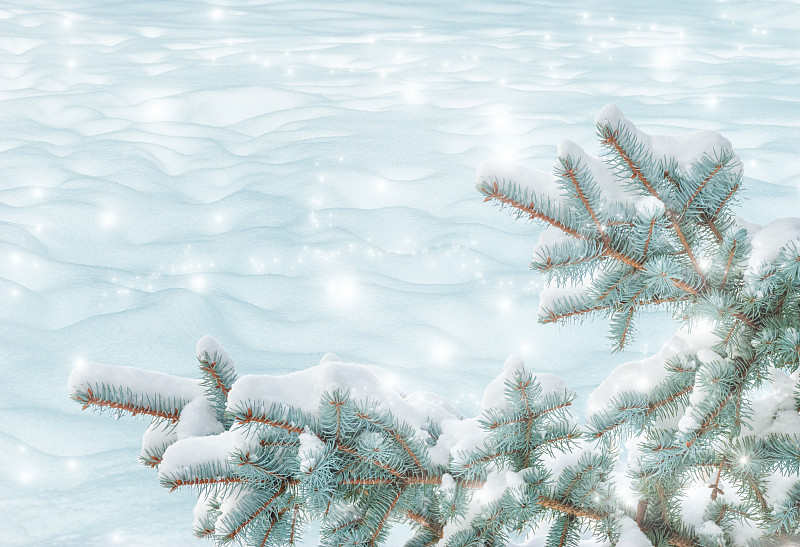 云杉,枝,白色背景,华丽的,纯净,边框,环境,环境保护,霜,雪