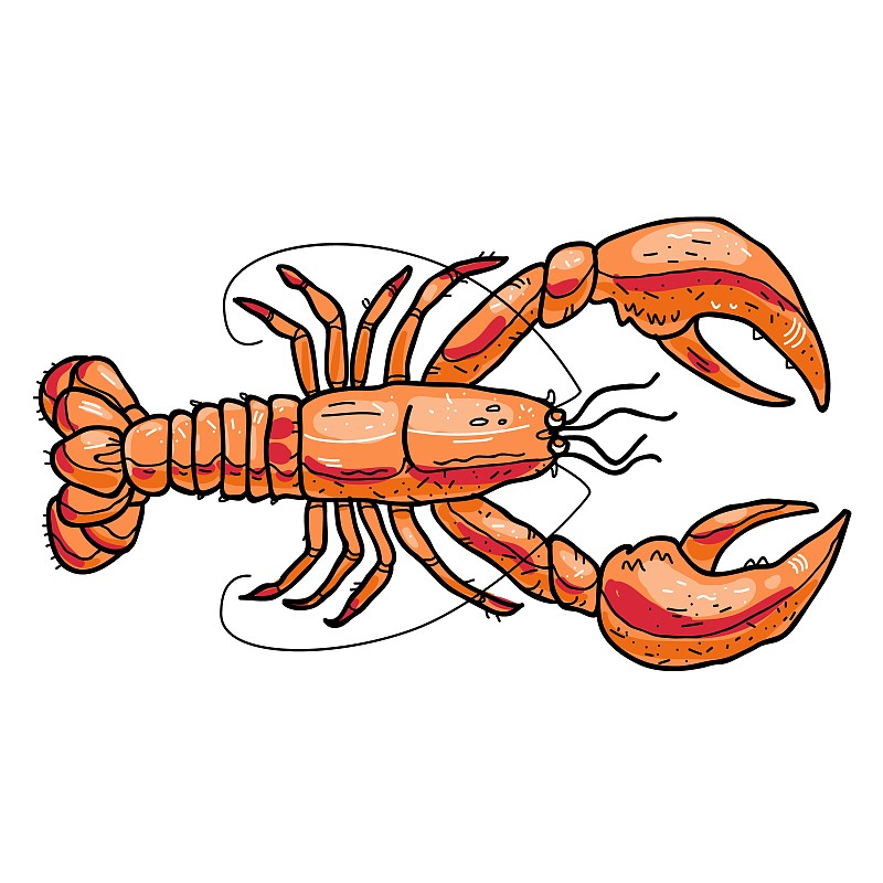 龙虾,矢量,菜单,寿司,自然界的状态,背景分离,螯虾,食品,橙色,成分