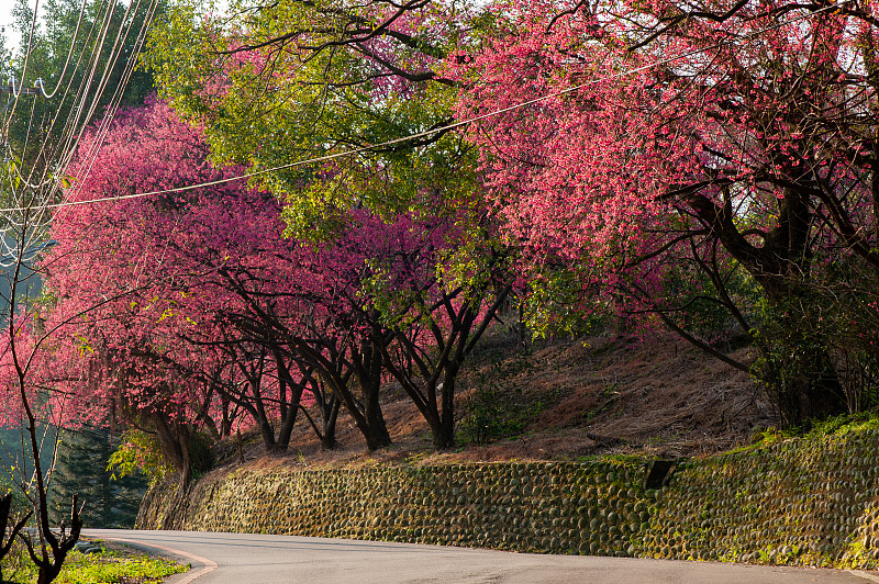 樱花,季节,樱桃树,山路,s形,周末活动,清新,浪漫,环境保护,春天