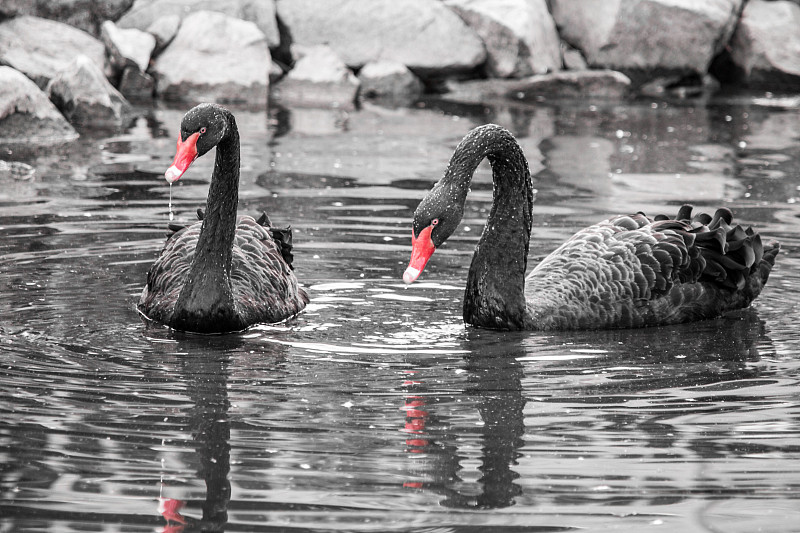 两个物体,红色,黑天鹅,水,喙,黑白图片,湿,颜色处理,平衡,天鹅