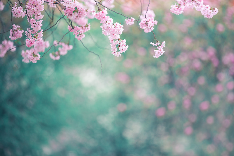 春天,清新,公园,自然美,柔和色,花的组成部分,樱桃树,植物,背景,户外