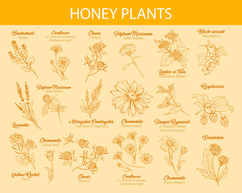草图,蜂蜜,植物群,墨水,熏衣草,蒲公英,植物,水果,香熏油,薄荷叶