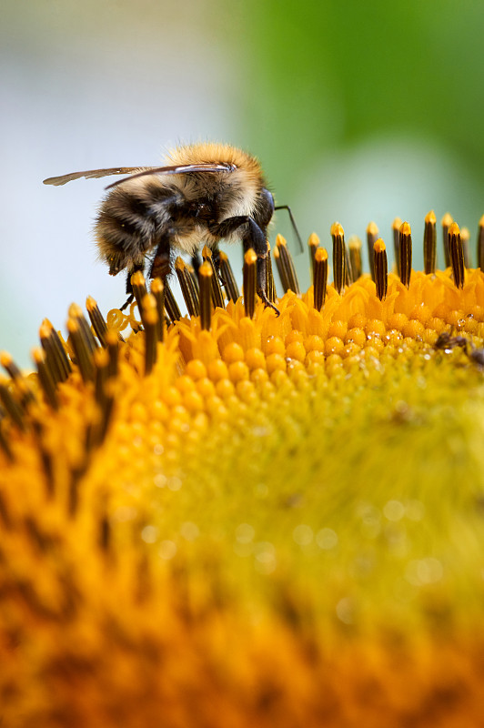 蜜蜂,黄色,一个物体,公园,蜜蜂服,色彩鲜艳,植物,户外,庭院,自然