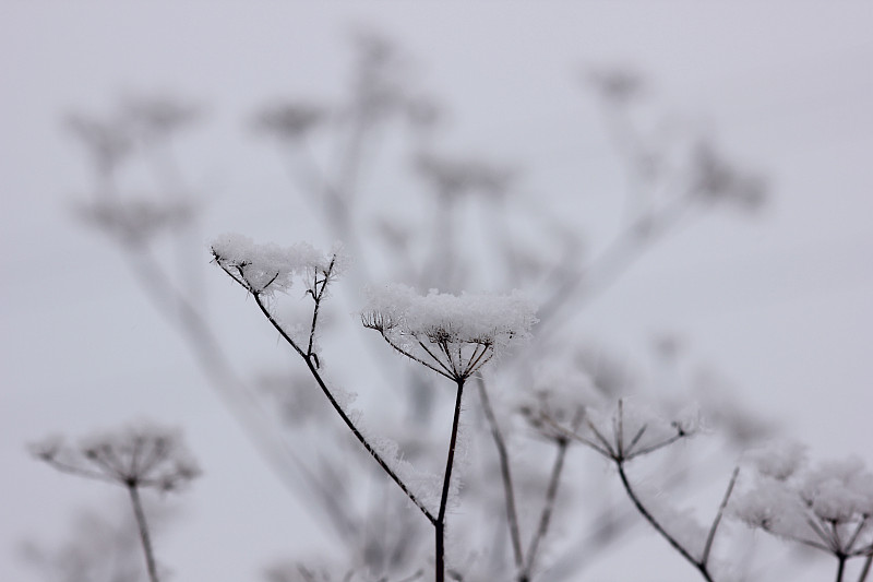 霜,自然,冬天,都市风光,植物群,运动模糊,寒冷,一月,环境,雪