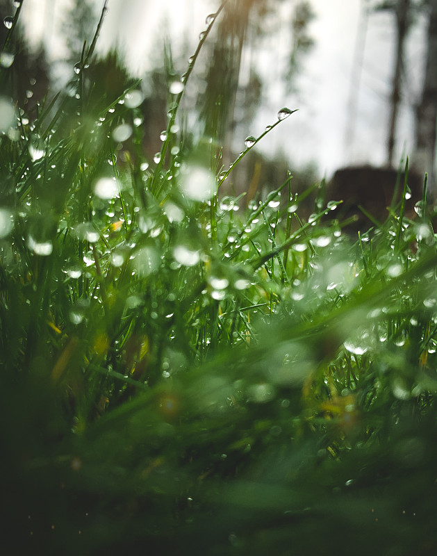 草,雨滴,湿,草坪,清新,环境,枝繁叶茂,自然美,春天,植物