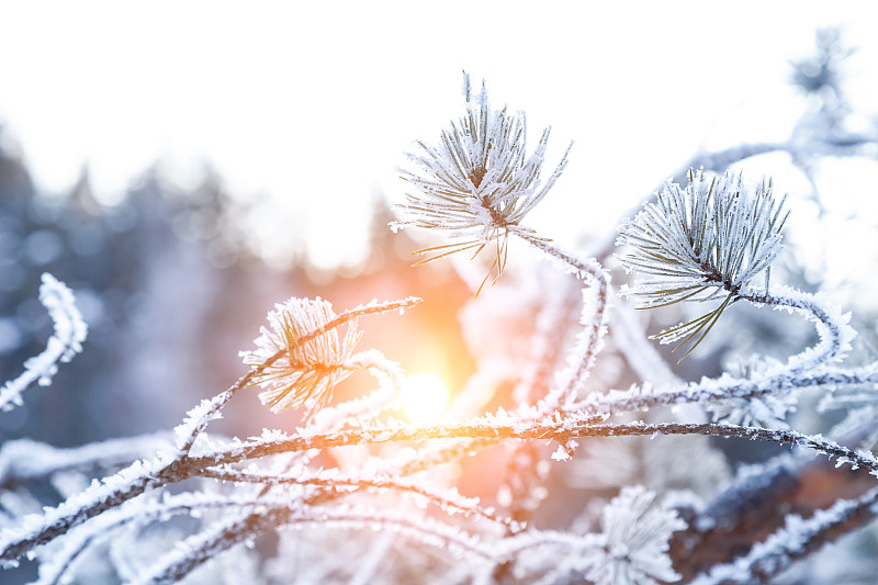 雪,针叶,杉树,季节,冬天,枝,冻结的,特写,修改系列