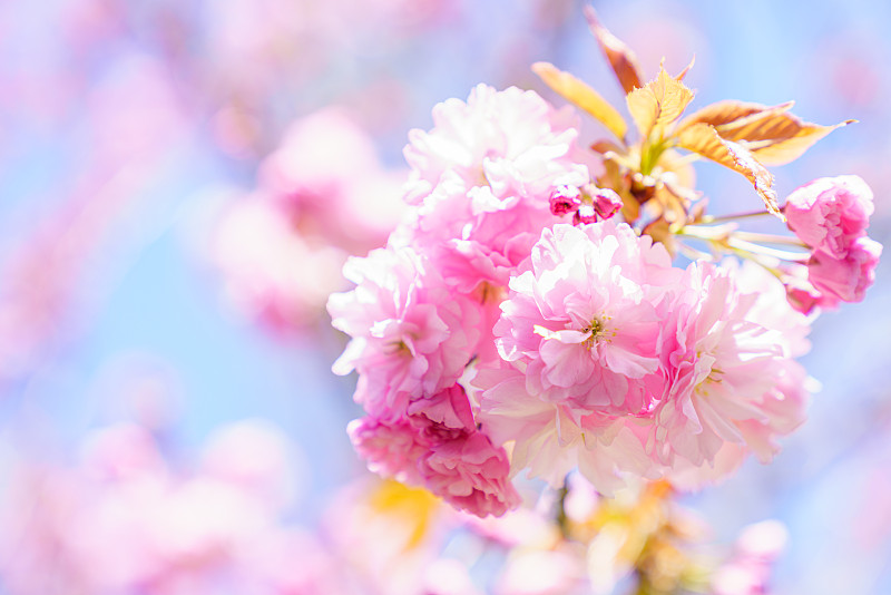 樱桃树,自然美,春天,樱之花,纯净,品红色,色彩鲜艳,3到4个月,东亚,植物