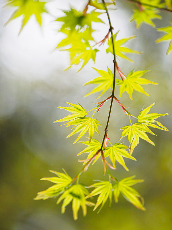 清新,背景,叶子,绿色,无忧无虑,彩色背景,环境,环境保护,枝繁叶茂,色彩鲜艳