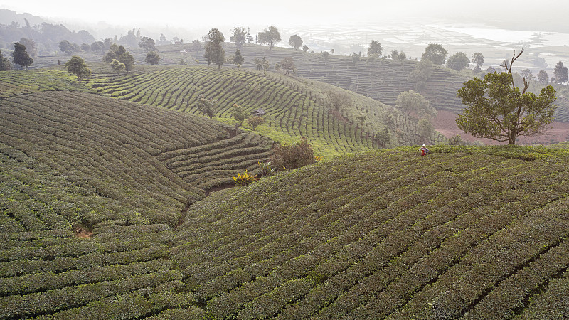 茶树,中国,云南省,西双版纳,普洱,航拍视角,钚,拉茶,农业,亚洲