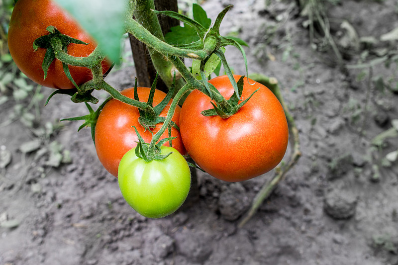 西红柿,农场,有机食品,温室,农业,蔬菜,清新,菜园,环境,食品