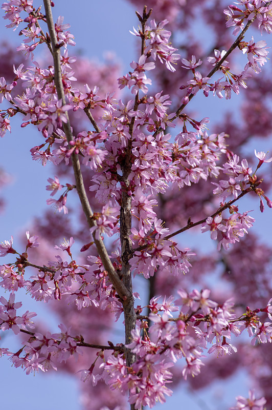春天,鲜花盛开,粉色,花朵,小的,早晨,自然美,樱桃,花,树