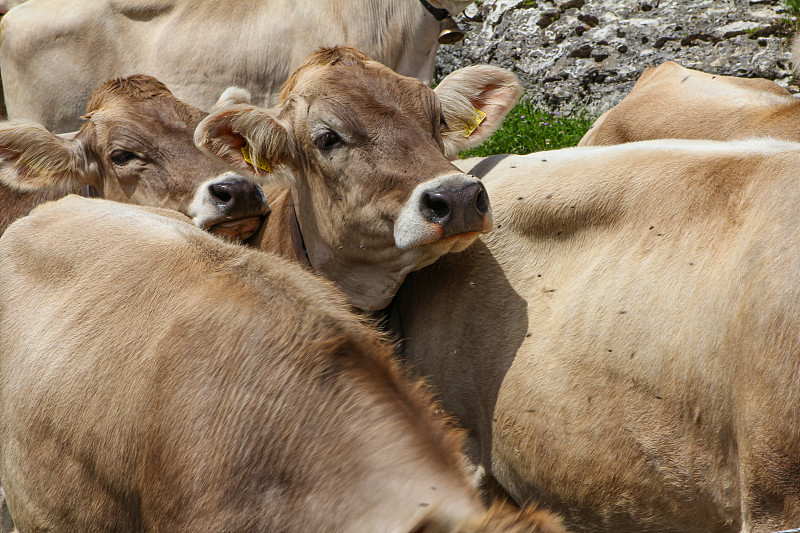 母牛,山,农业,可爱的,动物主题,牛奶,野生动物,肖像,有机农庄,瑞士阿尔卑斯山