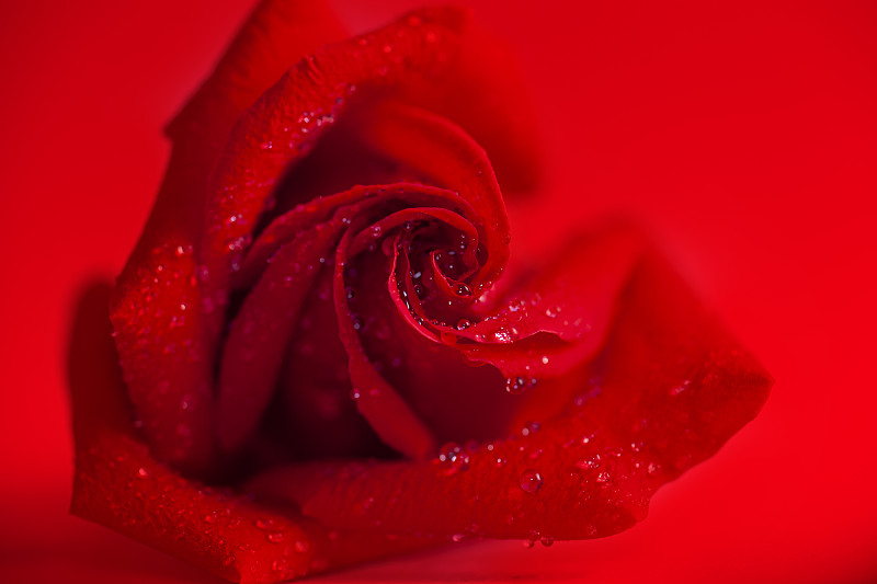 玫瑰,红色,红灯,可爱的,周年纪念,清新,家庭,信函,浪漫,泰国