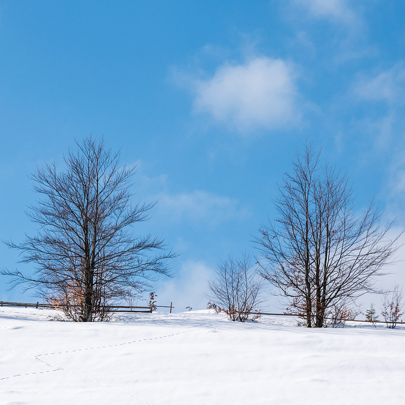 冬天,田地,环境,云,雪,天气,自然美,粉末状雪,背景,落叶树