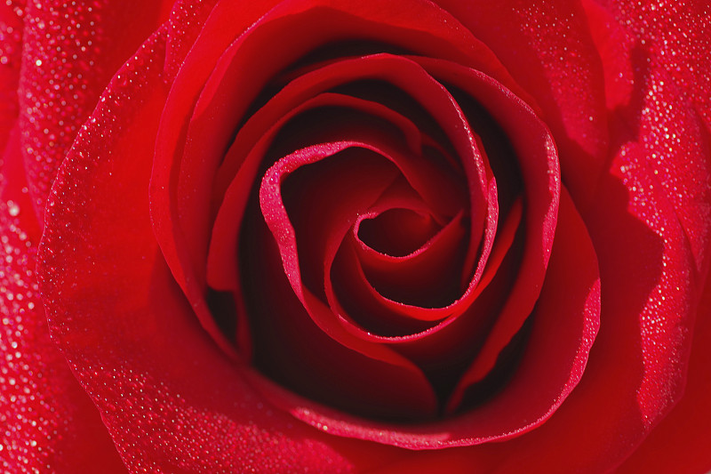玫瑰,红色,花瓣,特写,小的,水彩画颜料,水滴,请柬,事件,贺卡