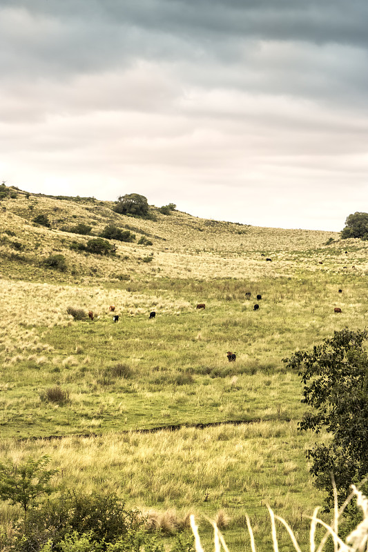 Cattle,in,natural,pastures,,Sierras,de,Córdoba,,Córdoba,,Argentina.