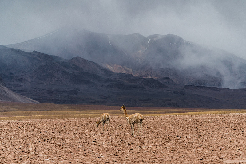 阿塔卡马沙漠,大羊驼,智利,旅途,枝繁叶茂,动物,暴风雨,沙尘暴,户外,牧场