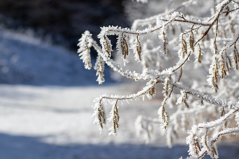 霜,雪,背景,冬天,枝,寒冷,环境,天气,自然美,植物