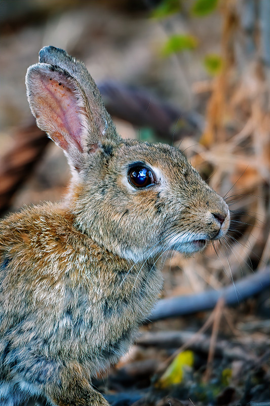 棉尾兔,野外动物,可爱的,草坪,动物主题,复活节,灰色,野生动物,哺乳纲,东方棉尾兔
