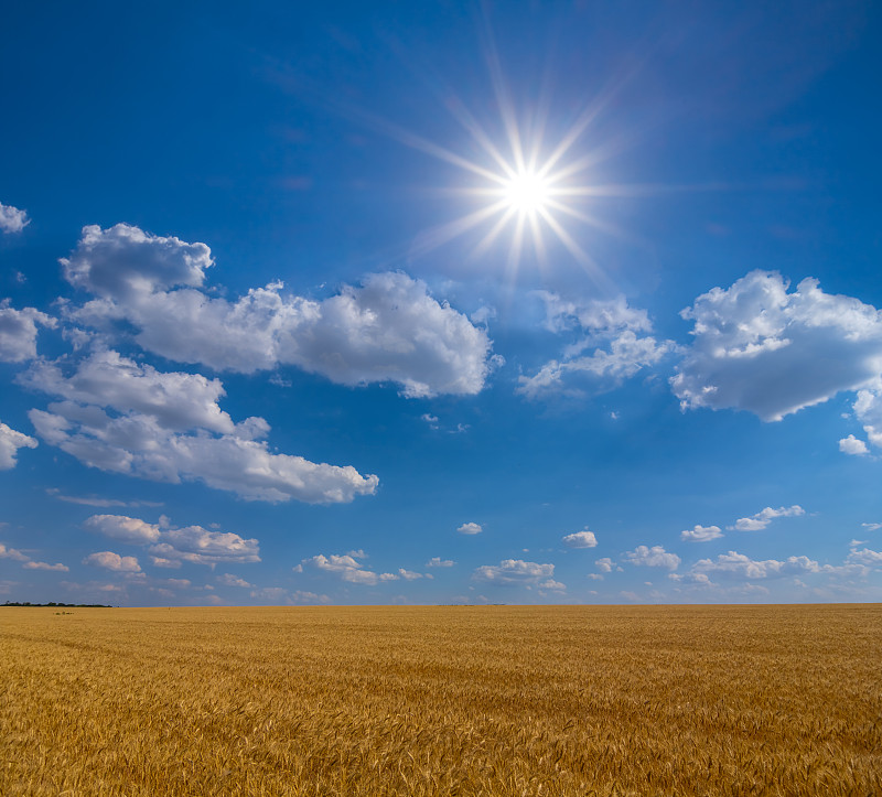 夏天,小麦,日光,田地,明亮,在下面,热,农业,大麦,云景