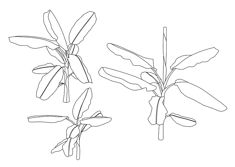 线条,绘画插图,矢量,白色背景,香蕉树,清新,背景分离,泰国,人类骨架,枝繁叶茂