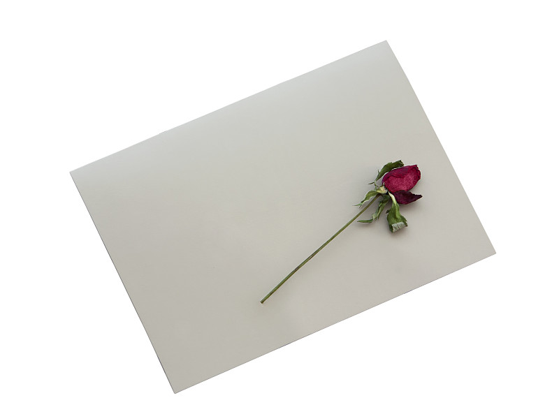 贺卡,红色,白色背景,玫瑰,仅一朵花,空白的,分离着色,土耳其,背景分离,信函