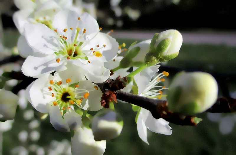 Plan,rapproché,de,fleurs,blanches,en,bouton,et,ouvertes,de,prunus,sur,une,branche,horizontale.,Bord,herbeux,d'une,route,qui,appara?t,floutée,en,arrière,plan.,Invitation,à,une,promenade,dans,la,nature,,à,la,rencontre,de,l'éveil,du,printemps.,Bourgogne,,France.