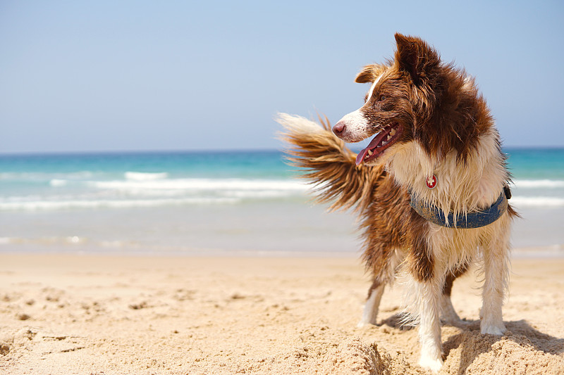 狗,海滩,活力,可爱的,纯种犬,无忧无虑,自由,肖像,动物,波浪