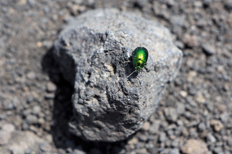 甲虫,埃特纳火山,荧光色,火山岩,小的,动物,户外,鲜绿色,火山口,欧洲