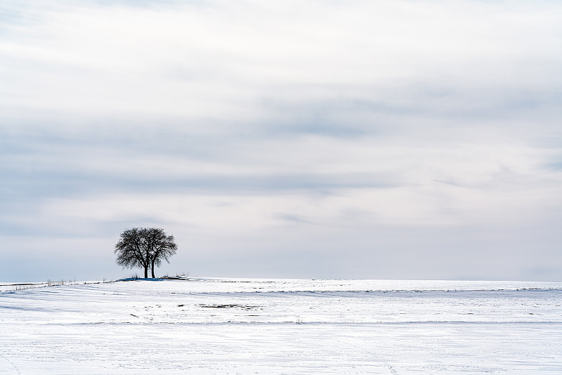 冬天,一棵树,地形,气候,土耳其,一个物体,背景分离,云,阴影,户外