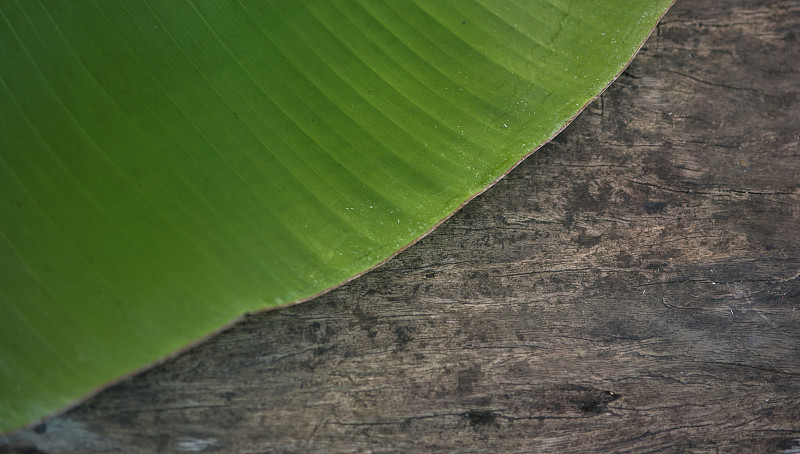 绿色,香蕉叶,木制,平视角,清新,热带气候,泰国,壁纸,复古风格,棕榈叶