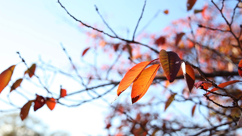 秋天,特写,活力,气候,十月,公园,枝繁叶茂,林区,树冠,植物